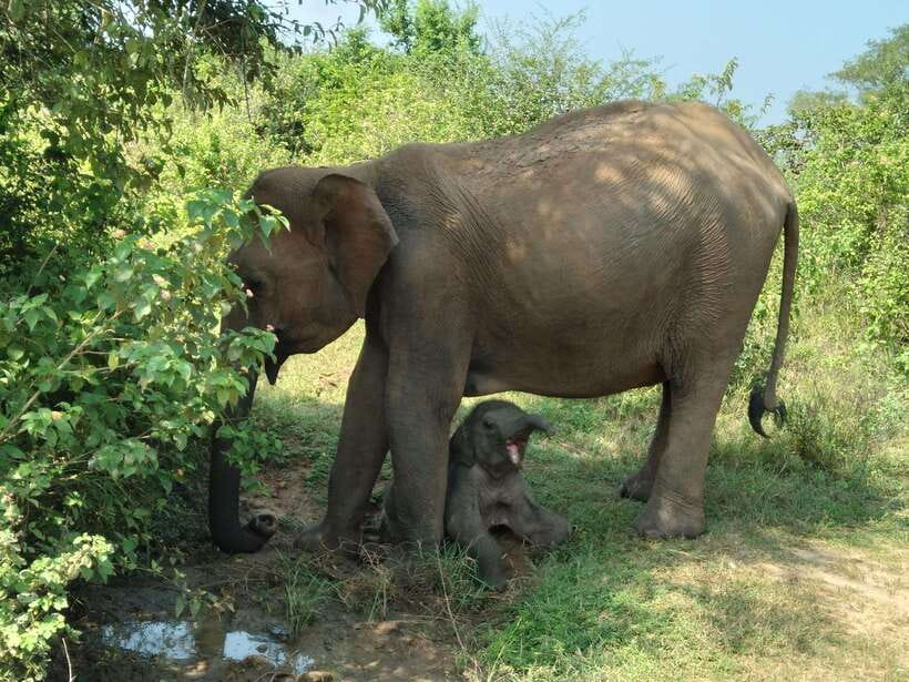 From Mirissa/ Weligama : Udawalawe Safari - Day Trip - Why the Guide’s Skill Changes the Safari