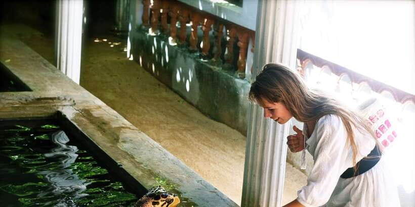From Negombo: Bentota Full-Day Tour - Madu Ganga boat safari: mangroves, caverns, and wildlife-hunting energy