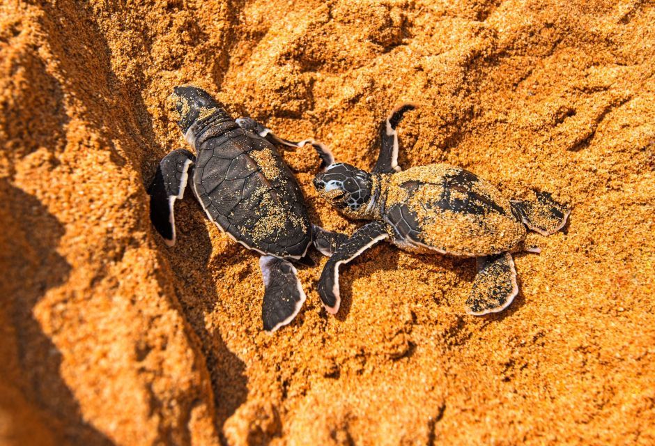 From Negombo: Bentota Full-Day Tour - Kosgoda Sea Turtle Conservation: a short stop with a different tempo