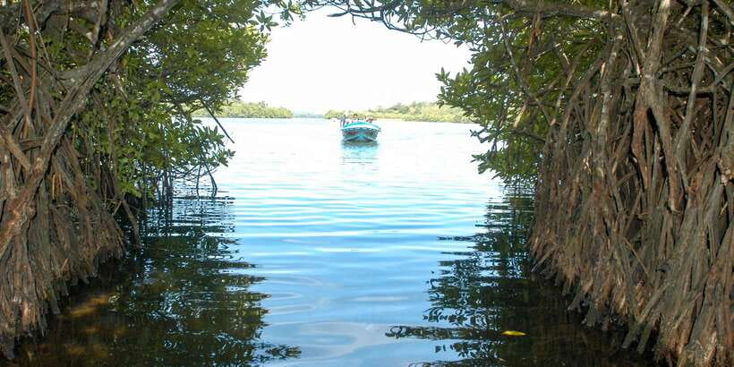 From Negombo: Bentota Full-Day Tour - Who this Bentota full-day tour fits best (and who should skip it)