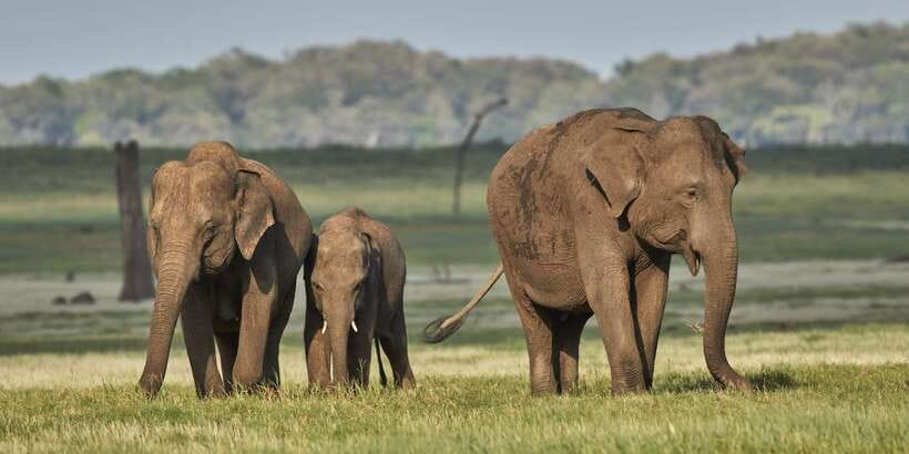 From Negombo: Minneriya National Park Safari Tour - Key things to know before you go