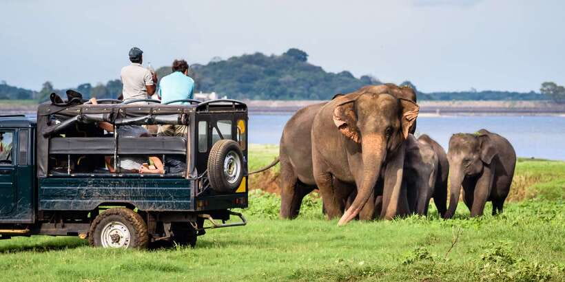 From Negombo: Minneriya National Park Safari Tour - Elephants, lakes, and the wildlife list you should keep in your head