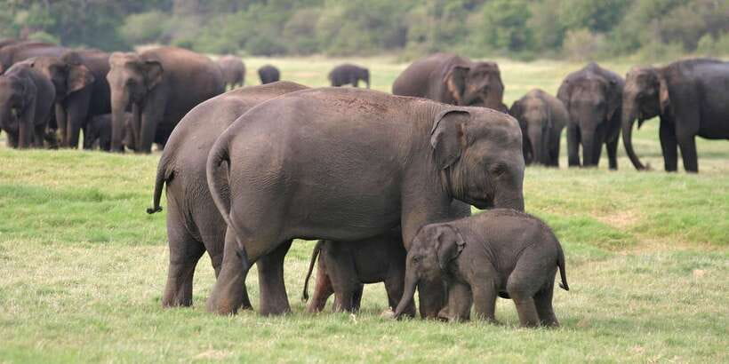 From Negombo: Minneriya National Park Safari Tour - The local restaurant stop: your one chance to refuel (and a place to plan ahead)
