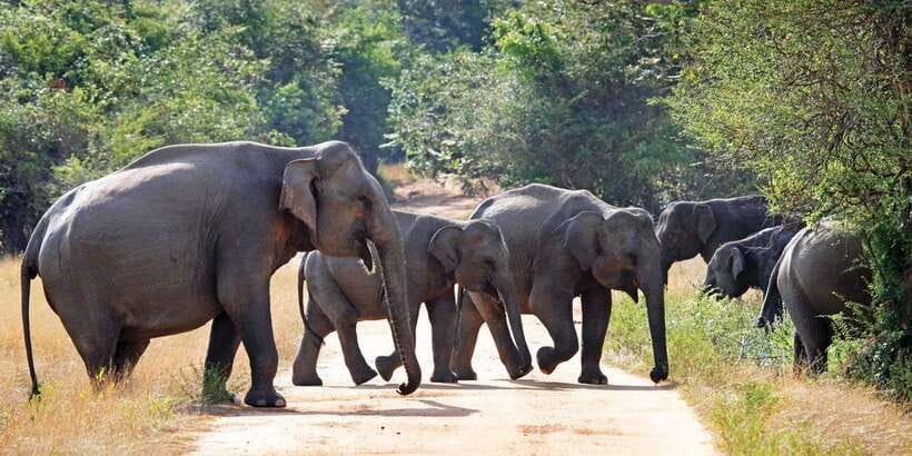 From Negombo: Minneriya National Park Safari Tour - Price and value for about $105: what you’re really paying for