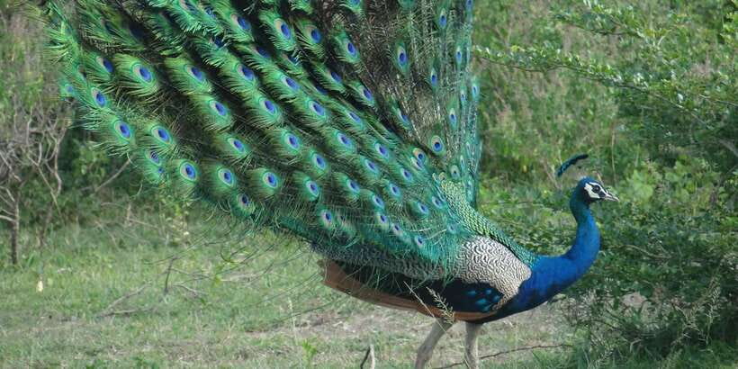 From Negombo: Minneriya National Park Safari Tour - Common hiccups to watch for: park plans, timing, and Jeep comfort