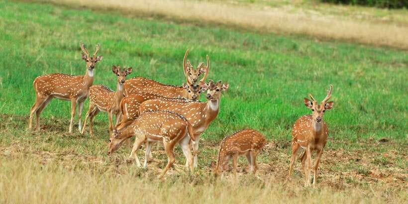 From Negombo: Minneriya National Park Safari Tour - Minneriya National Park in a Jeep: where your time actually goes