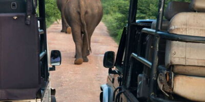 From Negombo: Wilpattu National Park Safari Guided Day Tour - The 10.5-hour schedule from Negombo: a day that runs long