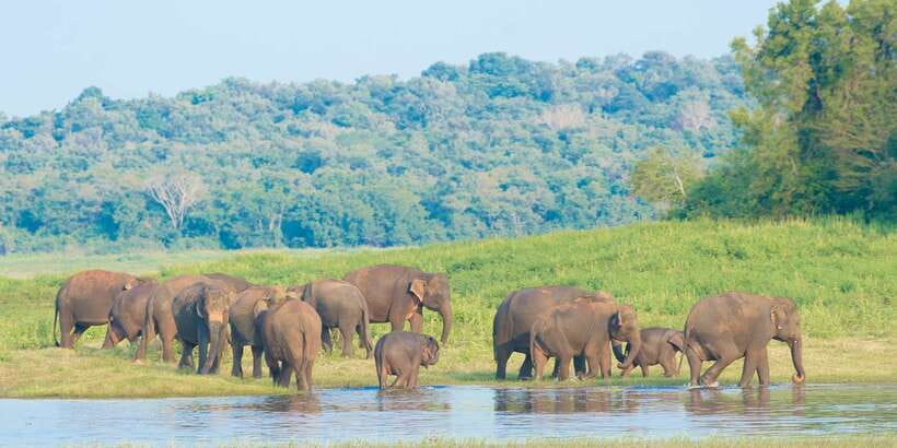 From Negombo: Wilpattu National Park Safari Guided Day Tour - Wildlife you should actually expect to see (and what that means for your plan)