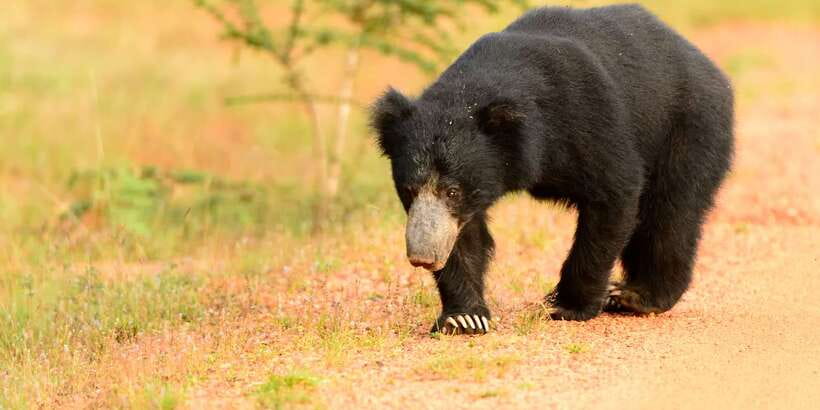 From Negombo: Wilpattu National Park Safari Guided Day Tour - Price and value: what you get for $105 and what you should budget
