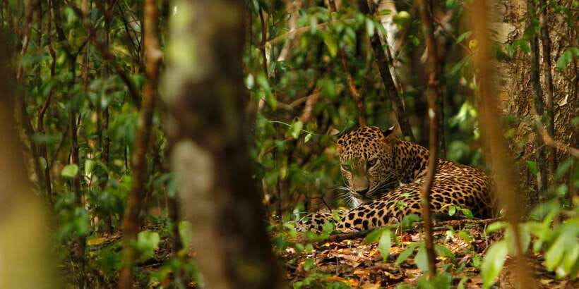 From Negombo: Wilpattu National Park Safari Guided Day Tour - Logistics that can make or break the day