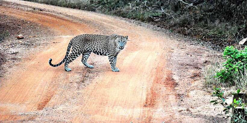 From Negombo: Wilpattu National Park Safari Guided Day Tour - Who this Wilpattu safari fits best (and who should skip it)