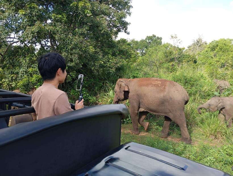 From Sigiriya: Hurulu Eco Park Elephant Jeep Safari - Photo stops that don’t waste the day