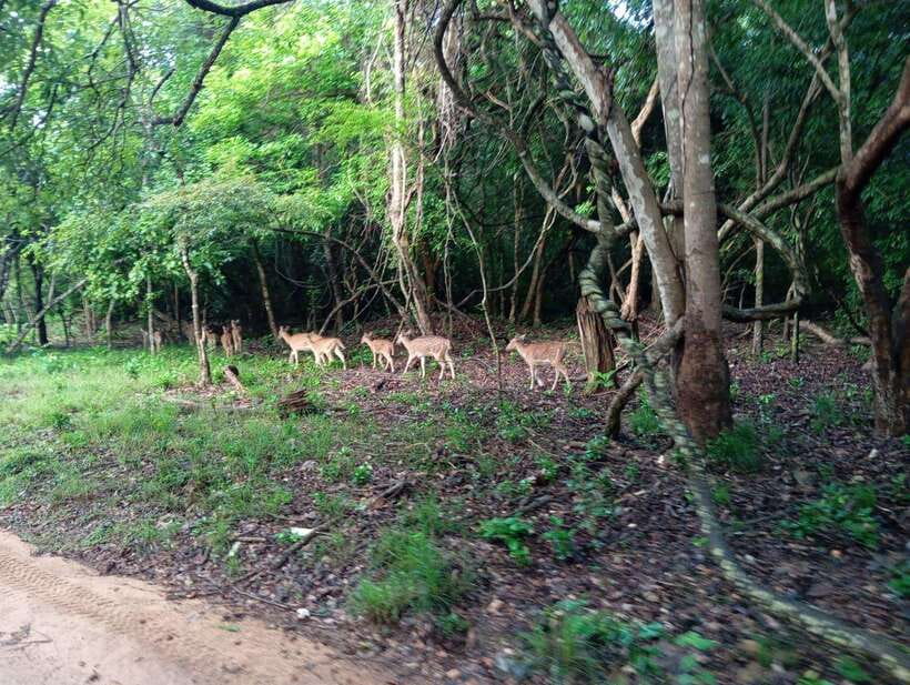 From Sigiriya: Hurulu Eco Park Elephant Jeep Safari - Price and value: Is $28 a good deal?