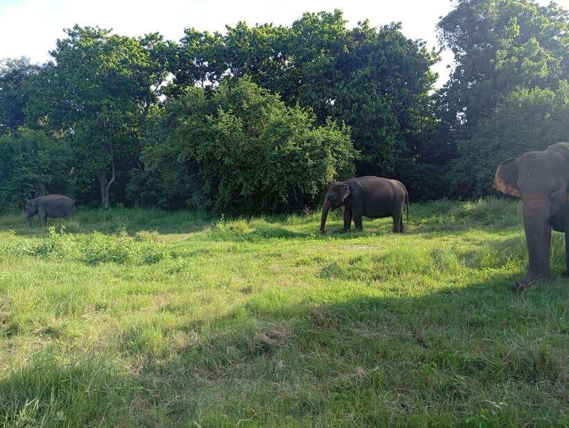 From Sigiriya: Hurulu Eco Park Elephant Jeep Safari - Who should book this safari (and who should skip it)