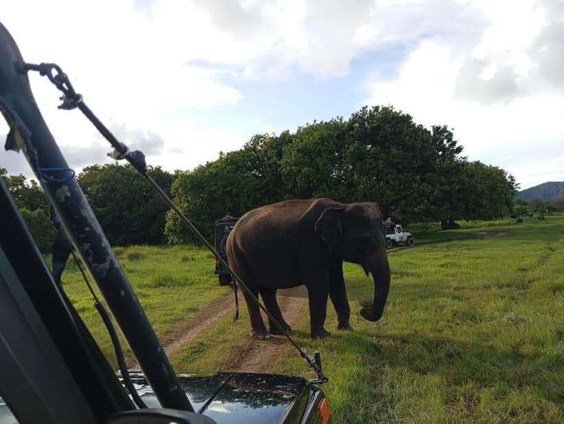 From Sigiriya: Hurulu Eco Park Elephant Jeep Safari - What to bring and how to behave for better sightings