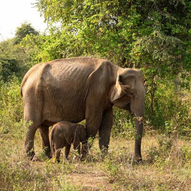 From Sigiriya : Hurulu Eco Park Safari : All Inclusive - The English guide factor: what you get beyond spotting