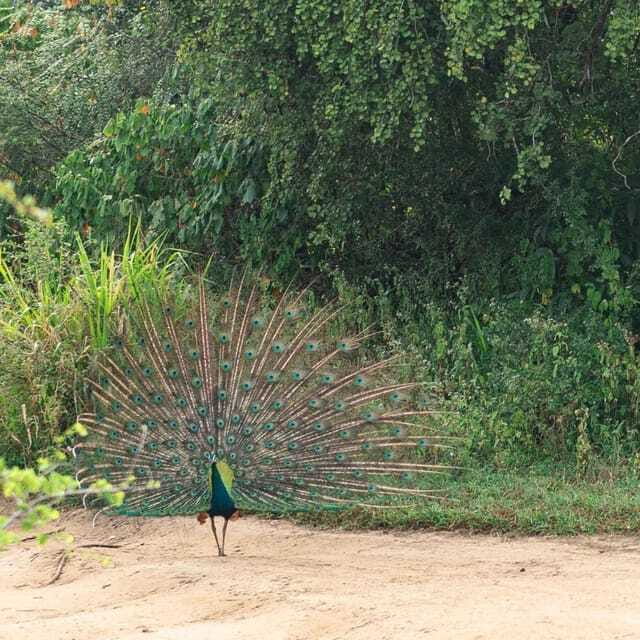 From Sigiriya : Hurulu Eco Park Safari : All Inclusive - FAQ