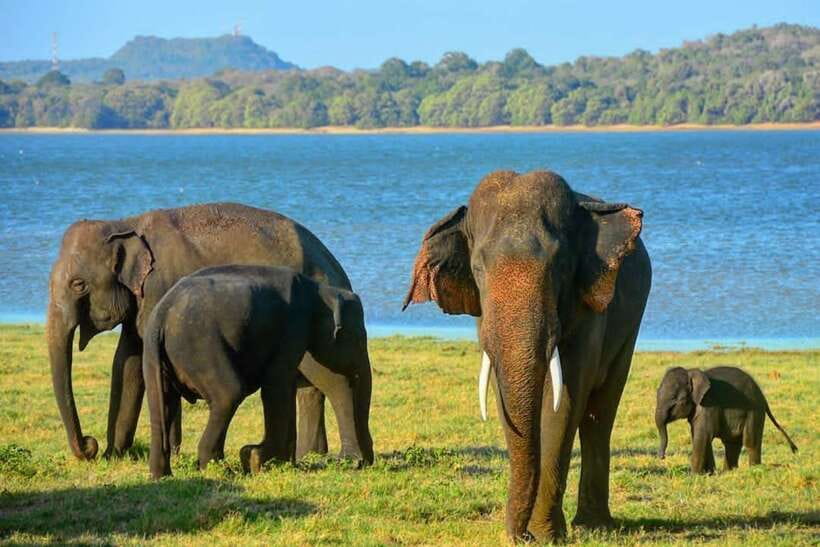 From Sigiriya : Kaudulla National Park Private Jeep Safari - From Sigiriya pickup to Kaudulla gates: how the 4-hour format works
