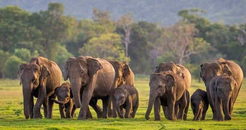 From Sigiriya : Kaudulla National Park Private Jeep Safari - Photo and timing tips for golden-light elephant viewing