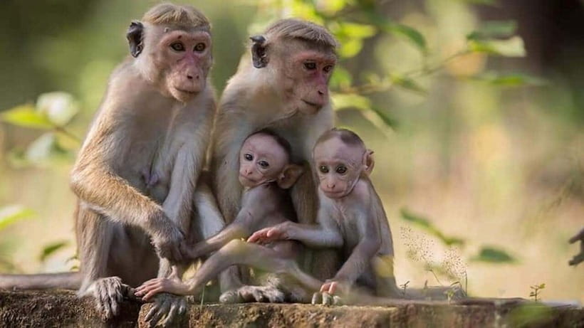From Sigiriya : Kaudulla National Park Private Jeep Safari - Who should book this safari from Sigiriya to Kaudulla
