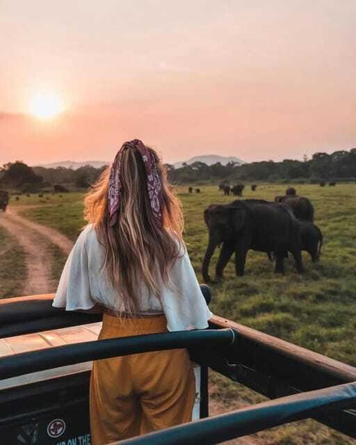 From Sigiriya: Minneriya National Park Elephant Safari - When Minneriya Doesn’t Behave: Park Switching and Best-Sighting Logic