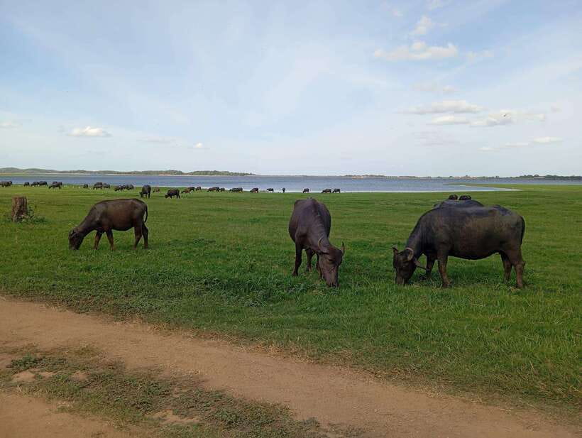 From Sigiriya: Minneriya National Park Half-Day Jeep Safari - Price and Value: What $36 Really Buys You