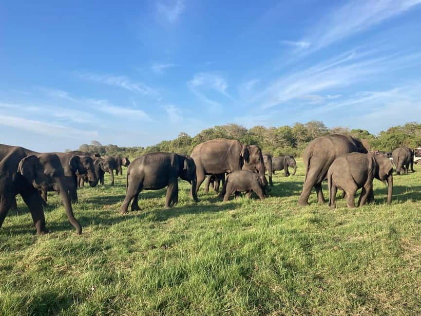 From Sigiriya: Minneriya National Park Private Jeep Safari - Why Minneriya’s elephant gathering feels different
