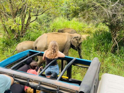 From Sigiriya: Minneriya National Park Private Jeep Safari - How a 4-hour private jeep safari plays out in real life