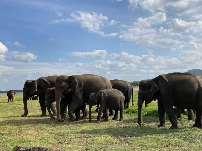 From Sigiriya: Minneriya National Park Private Jeep Safari - When rain changes the plan: Kaudulla and Hurulu Eco Park