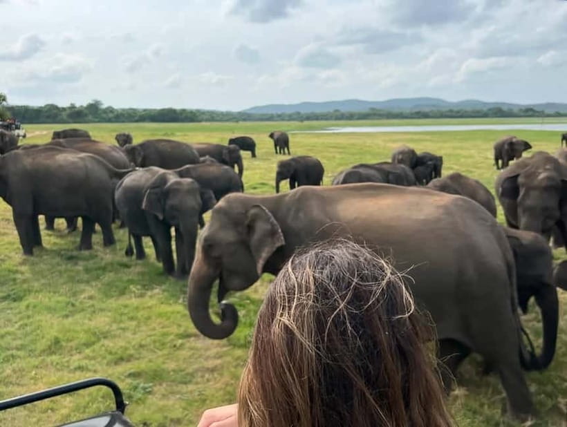From Sigiriya: Minneriya National Park Private Jeep Safari - Wildlife beyond elephants: birds, langurs, deer, and the rarer chances