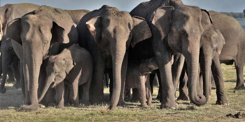 From Sigiriya: Polonnaruwa Ancient City & Minneriya Safari - Minneriya jeep safari: elephant sightings and what’s included