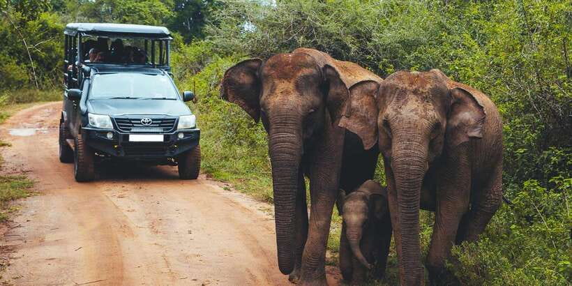 From Tangalle/Hiriketiya: Ella Transfer & Udawalawe Safari - Tangalle or Hiriketiya to Udawalawe: The Smooth Start That Saves Time