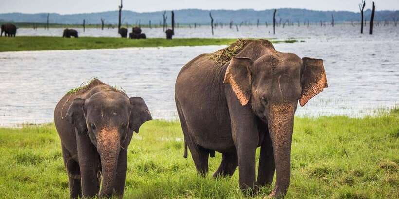 From Tangalle/Hiriketiya: Ella Transfer & Udawalawe Safari - Udawalawe Safari Timing: Why the Switch to a Jeep Changes Everything