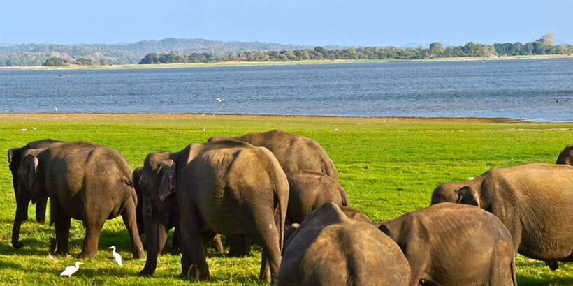 From Tangalle/Hiriketiya: Ella Transfer & Udawalawe Safari - FAQ