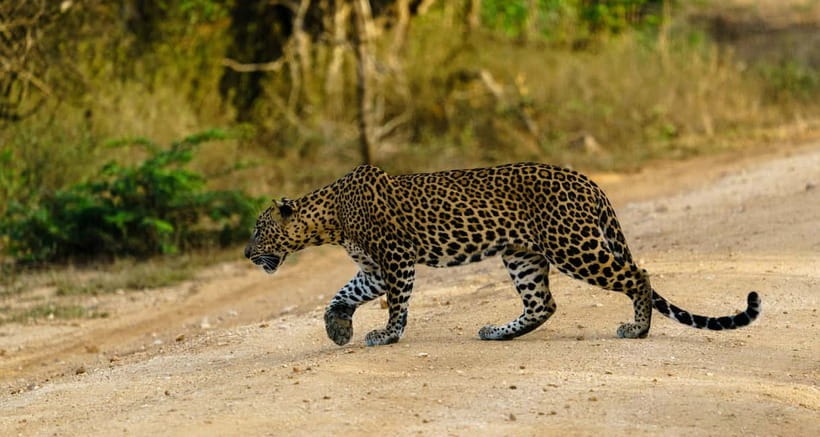 From Tangalle / Hiriketiya - Yala Safari - Drop-off : Ella - Key safari highlights you should care about