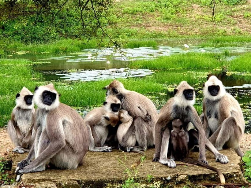 From Tangalle/ Hiriketiya: Yala Safari with Drop: Ella - Key Points at a Glance
