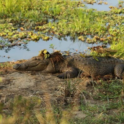 From Tangalle/ Hiriketiya: Yala Safari with Drop: Ella - What Happens in Yala: The 4x4 Safari Plan (4 hours that actually feel like a safari)