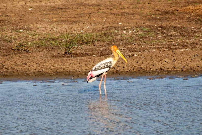 From Tangalle/ Hiriketiya: Yala Safari with Drop: Ella - After the Safari: The Ella Drop-Off That Saves Your Schedule