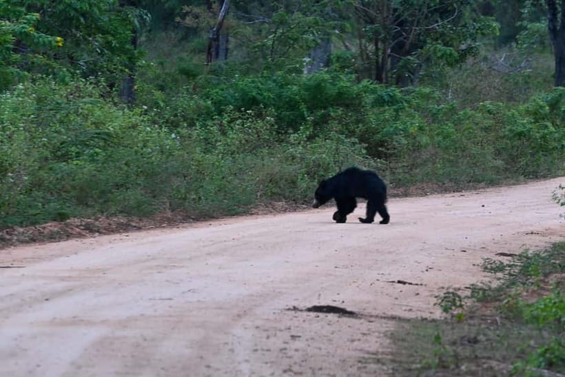 From Tangalle/ Hiriketiya: Yala Safari with Drop: Ella - FAQ