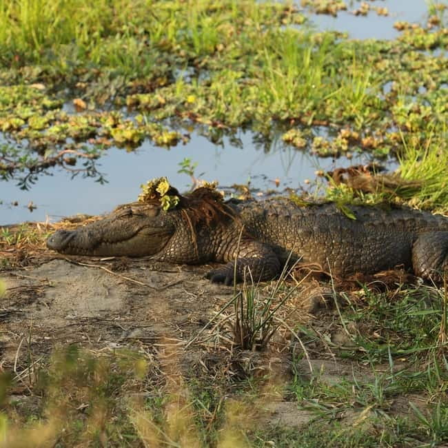 From Tangalle/ Hiriketiya: Yala Safari with Drop: Ella - What Happens in Yala: The 4x4 Safari Plan (4 hours that actually feel like a safari)