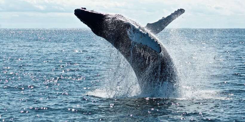 From Tangalle: Mirissa Whale Watching Tour with Breakfast - Key Highlights Worth Your Time