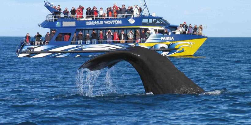 From Tangalle: Mirissa Whale Watching Tour with Breakfast - What You Can Spot Off Mirissa: Blue Whales, Sperm Whales, Dolphins, and More