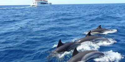 From Tangalle: Mirissa Whale Watching Tour with Breakfast - Morning Cruise Basics: Boats, GPS Tracking, and Whale Viewing Rules