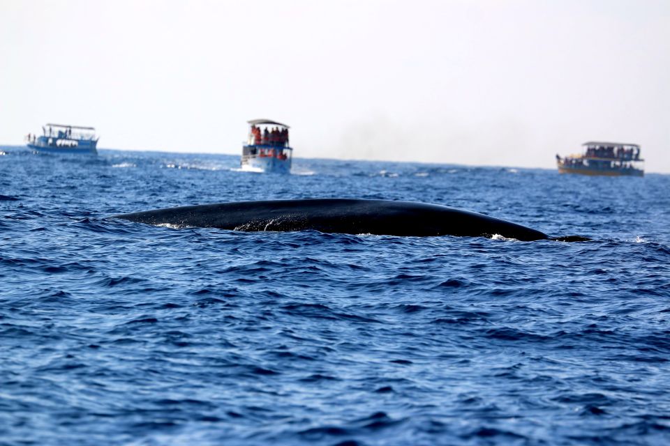 From Tangalle: Mirissa Whale Watching Tour with Breakfast - Breakfast on the Water: Sandwiches, Fruit, and a Practical Start