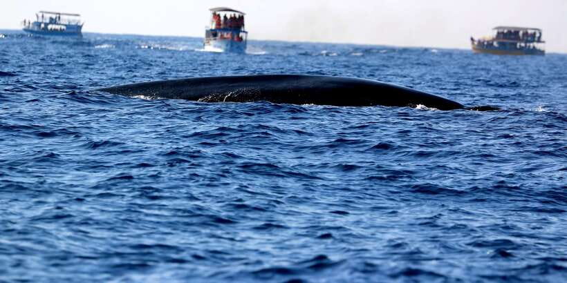 From Tangalle: Mirissa Whale Watching Tour with Breakfast - The Naturalist Guide: Why Explanations Matter at Sea