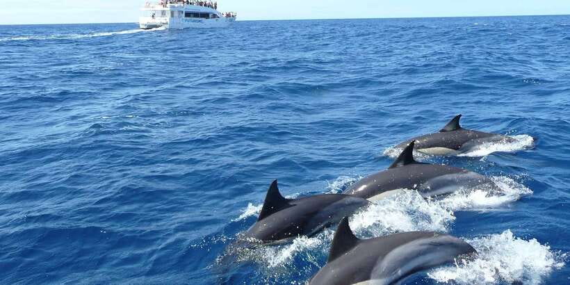 From Tangalle: Mirissa Whale Watching Tour with Breakfast - Morning Cruise Basics: Boats, GPS Tracking, and Whale Viewing Rules