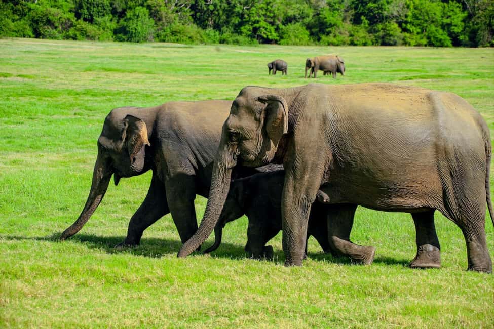 From Trincomalee: Minneriya National Park 4X4 Jeep Safari - Key things I’d note before you go
