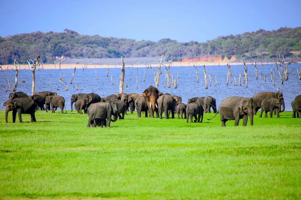 From Trincomalee: Minneriya National Park 4X4 Jeep Safari - The Elephant Factor: Why Minneriya is a different kind of safari