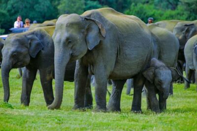 From Trincomalee: Minneriya National Park 4X4 Jeep Safari - How the “7-hour” schedule feels in real time