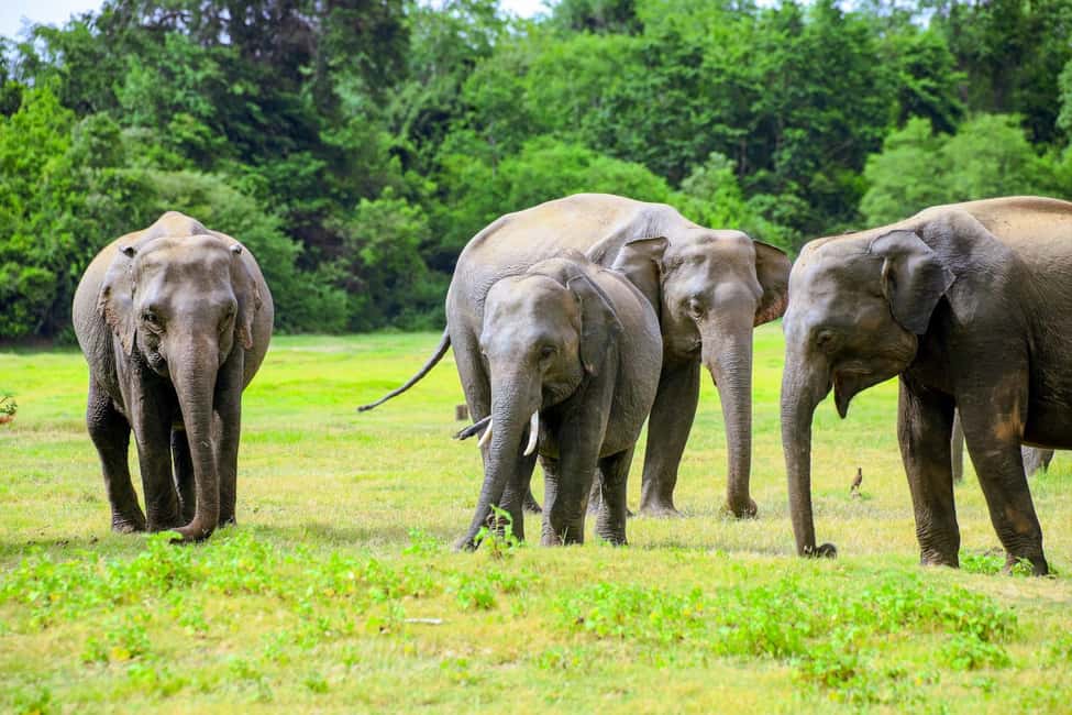From Trincomalee: Minneriya National Park 4X4 Jeep Safari - Inside the park: what your 3 hours of viewing is really like